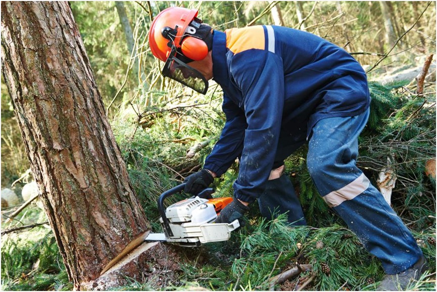 Specialization in Tree felling